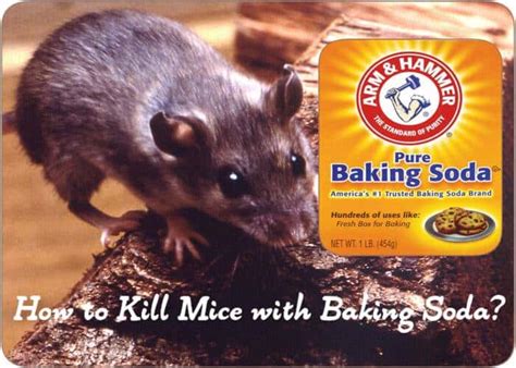 Baking soda for rodents. Things To Know About Baking soda for rodents. 
